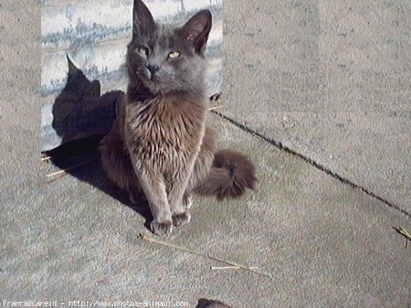 Photo de Nebelung