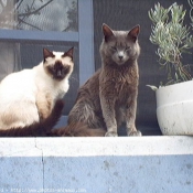 Photo de Nebelung