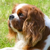 Photo de Cavalier king charles spaniel