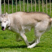 Photo de Husky siberien