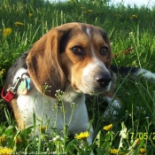 Photo de Beagle