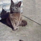 Photo de Nebelung