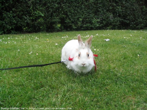 Photo de Lapin