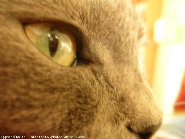 Photo de Chartreux