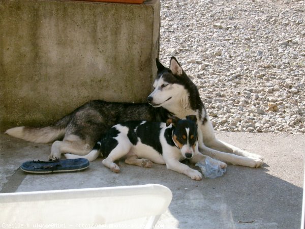 Photo de Husky siberien