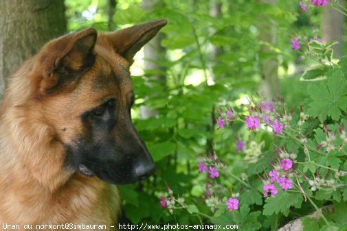 Photo de Berger allemand  poil court