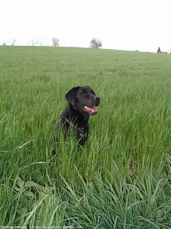 Photo de Labrador retriever