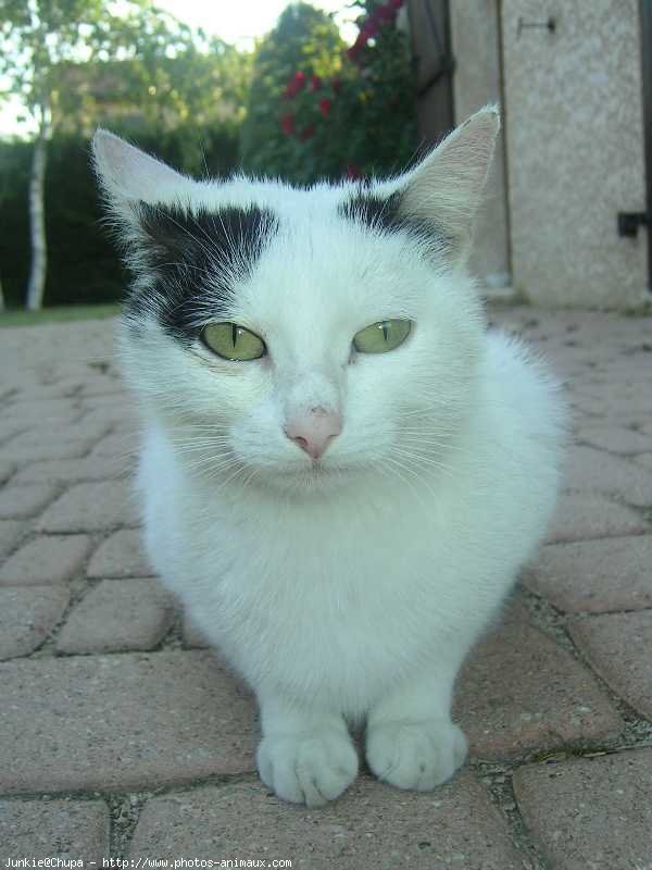 Photo de Chat domestique