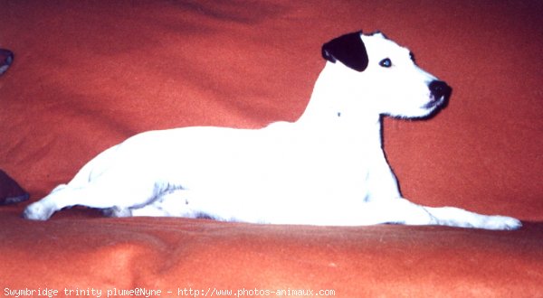 Photo de Parson russell terrier