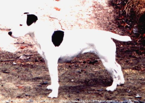 Photo de Parson russell terrier