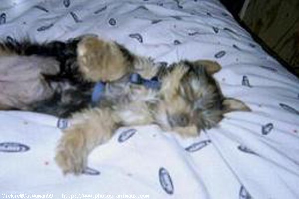 Photo de Yorkshire terrier