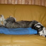 Photo de Husky siberien