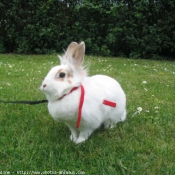 Photo de Lapin