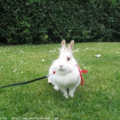 Photo de Lapin