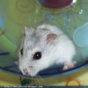 Photo de Hamster