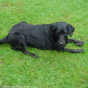 Photo de Labrador retriever