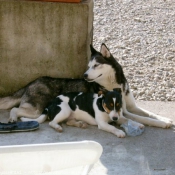 Photo de Husky siberien