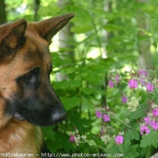 Photo de Berger allemand  poil court