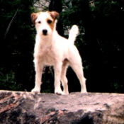 Photo de Parson russell terrier