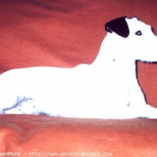 Photo de Parson russell terrier