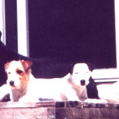 Photo de Parson russell terrier