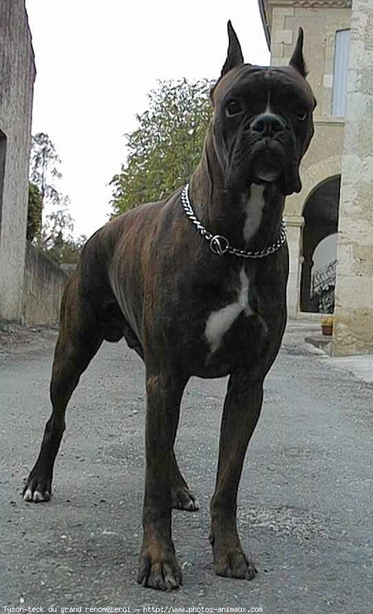 Photo de Boxer