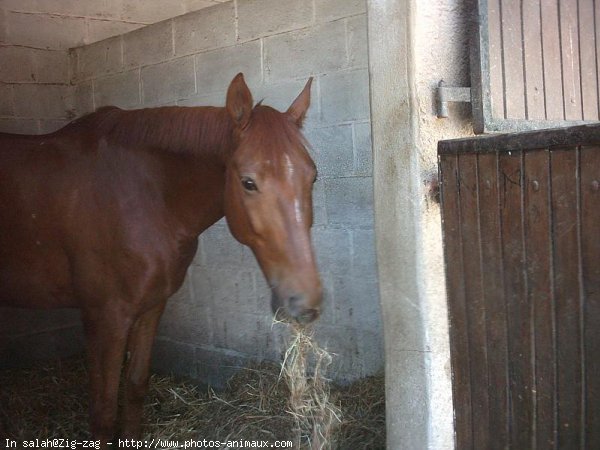 Photo de Trotteur franais