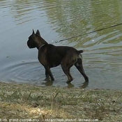 Photo de Boxer