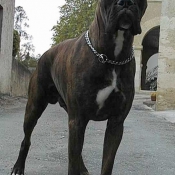 Photo de Boxer