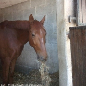 Photo de Trotteur franais