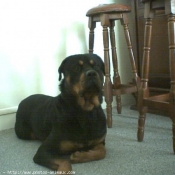 Photo de Rottweiler