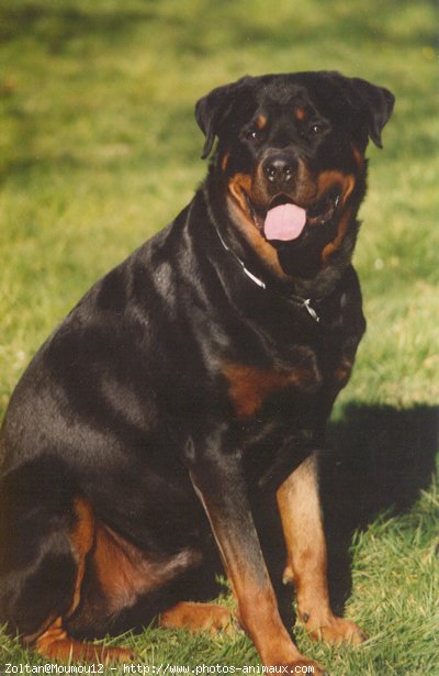 Photo de Rottweiler