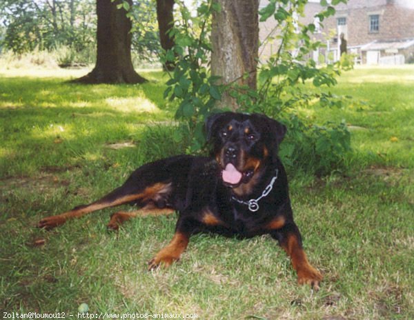 Photo de Rottweiler