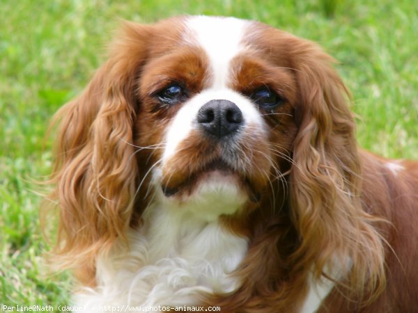 Photo de Cavalier king charles spaniel