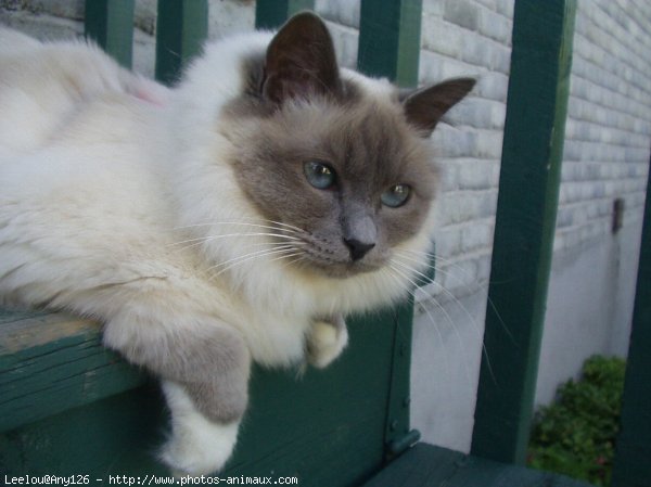 Photo de Sacr de birmanie