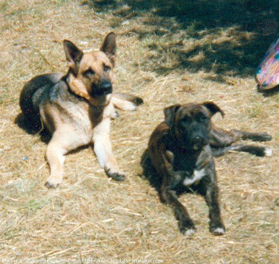 Photo de Races diffrentes