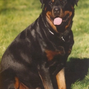 Photo de Rottweiler