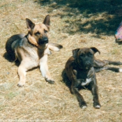 Photo de Races diffrentes