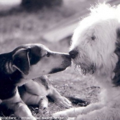 Photo de Races diffrentes