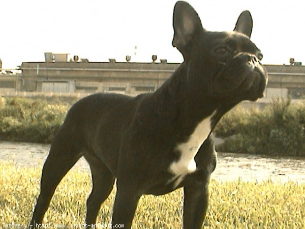 Photo de Bouledogue franais