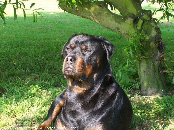 Photo de Rottweiler