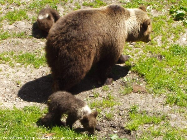 Photo d'Ours