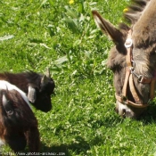 Photo de Races diffrentes