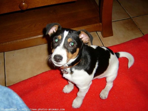 Photo de Jack russell terrier