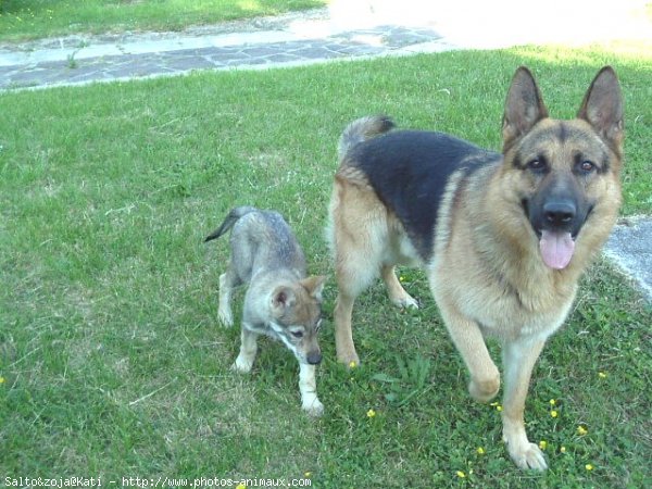 Photo de Races diffrentes