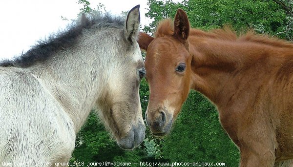 Photo de Races diffrentes