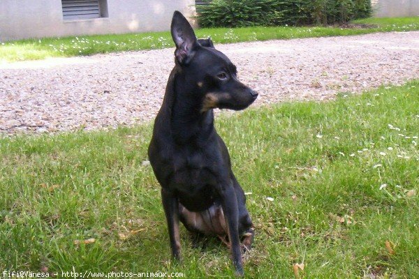 Photo de Pinscher nain