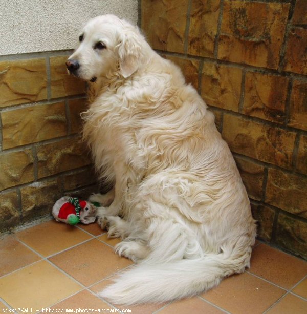 Photo de Golden retriever