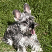 Photo de Schnauzer gant