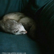 Photo de Furet